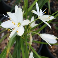 Anthericum liliago 